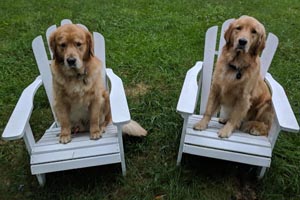 Golden Retrievers